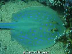 Blue Spotted Ray completely unconcerned about my close pr... by Trevor Flanagan 